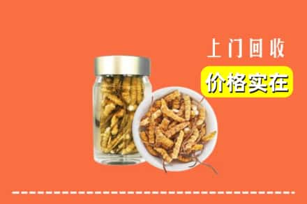 离石区回收散虫草